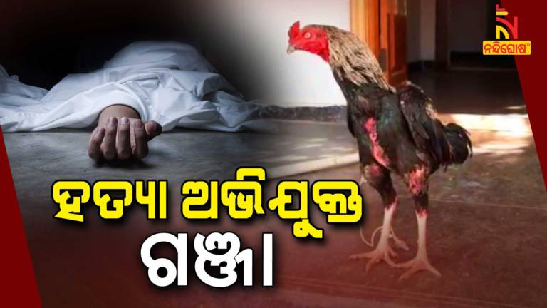Cock Attacked With A Knife, Owner Died In Telangana