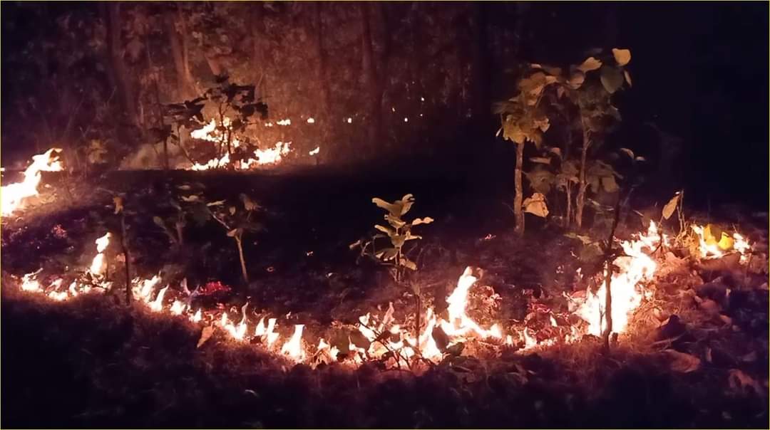 Forest Department Arresting Two For Forest Fire In Mayurbhanj 