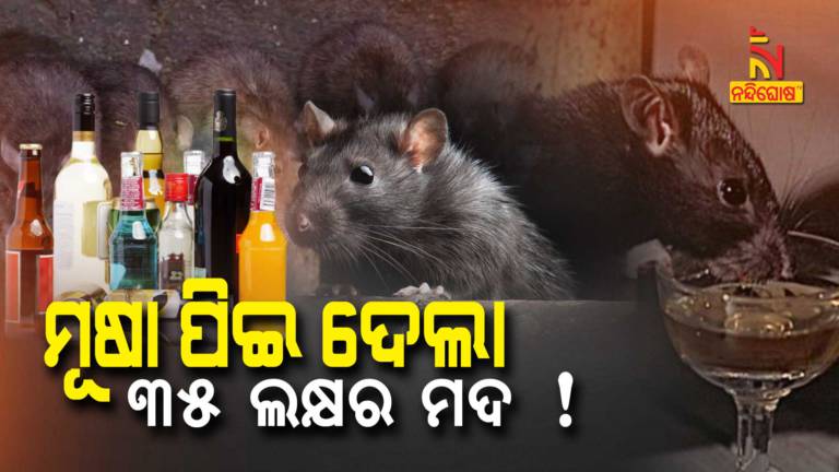 Police Says Rats Destroyed More Than 1400 Cartons Of Seized Wine