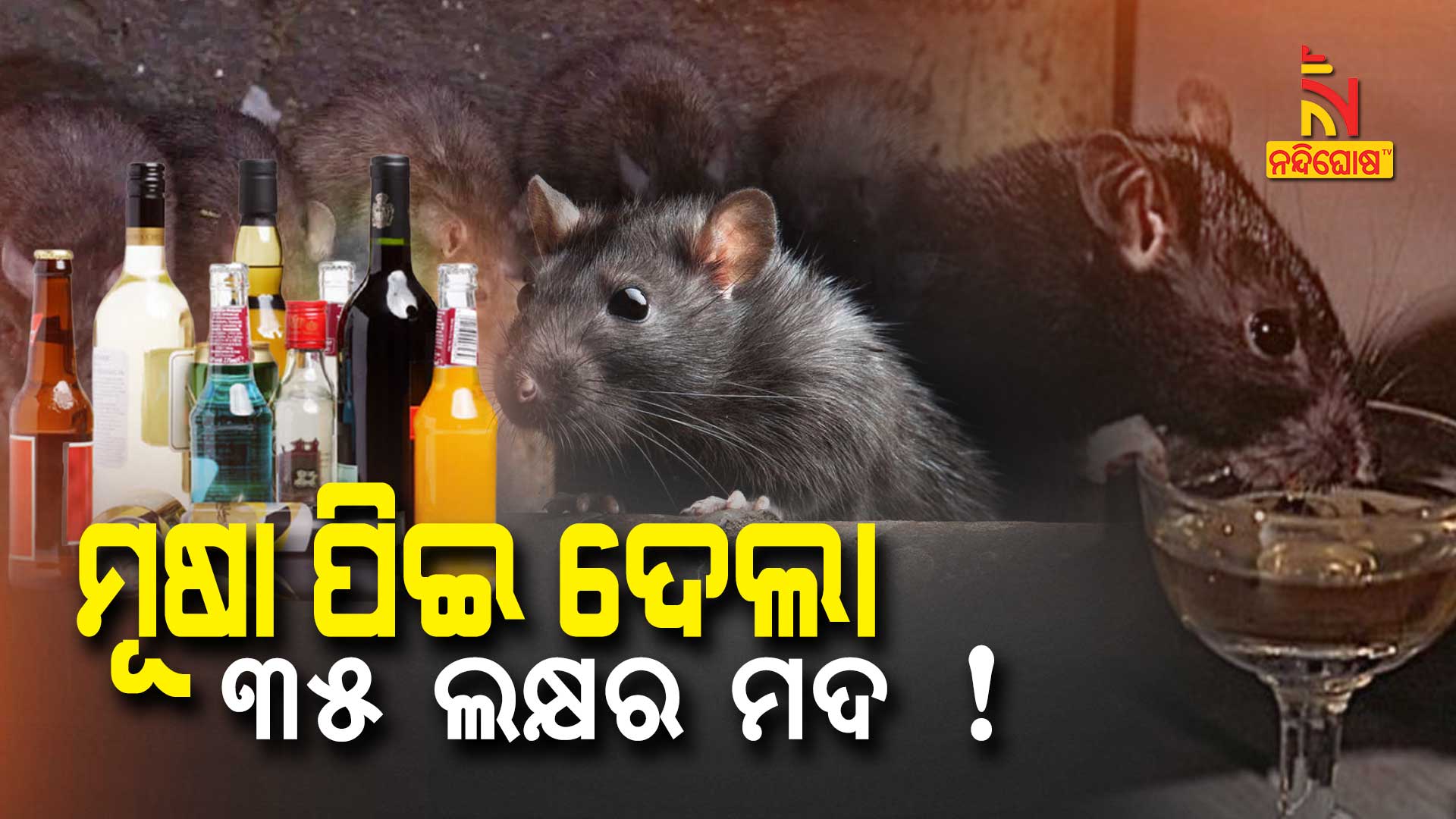 Police Says Rats Destroyed More Than 1400 Cartons Of Seized Wine Police Says Rats Destroyed More Than 1400 Cartons Of Seized Wine