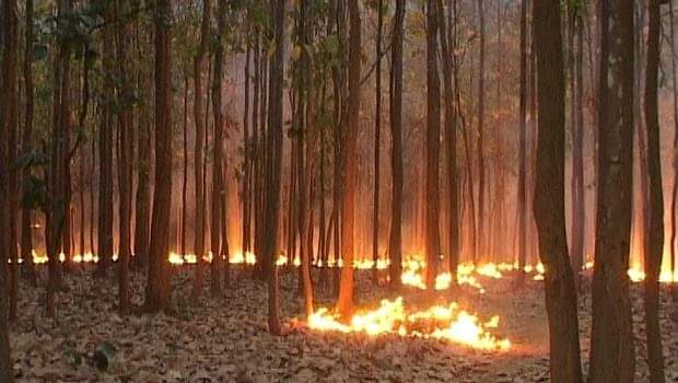 Similipal Fire, Naveen Directs To Take Precautionary Measure