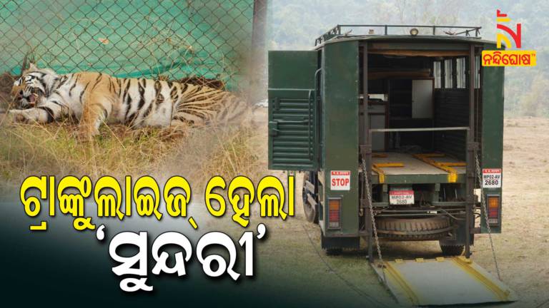 Tigress Sundari Tranquilized In Satkosia