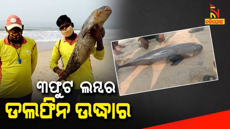 3 Feet Dolphin Dead body Rescued In Odisha’s Puri