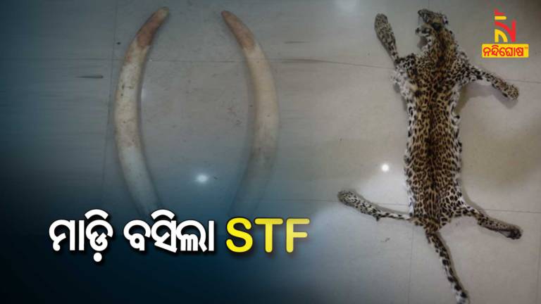 STF Seized Leopard Skin And Elephant Tusk From Nayagarh