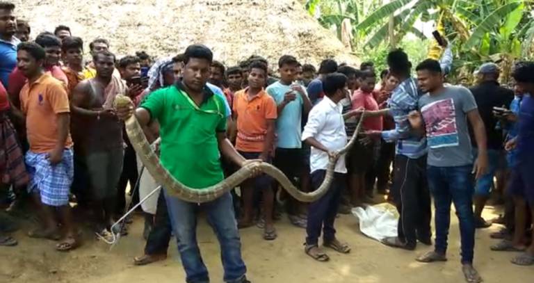 Snake Helpline Rescued 14 Foot King Cobra At Badamba