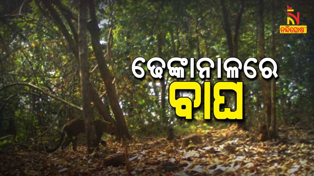 Tiger Trapped In Dhenkanal Forest