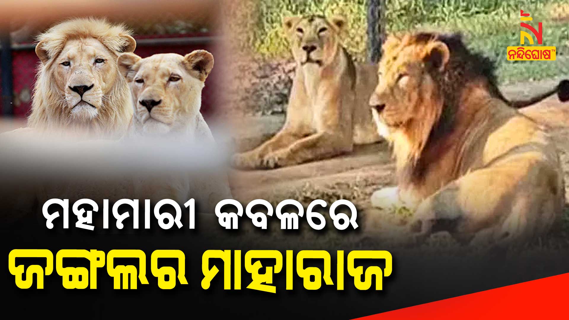 ମହାମାରୀ-କବଳରେ-ଜଙ୍ଗଲର-ମାହାରାଜ