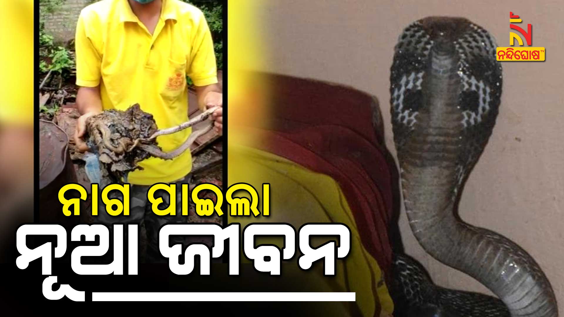 Fire Service Employee Safely Rescued An Cobra From Liquid Asphalt Fire Service Employee Safely Rescued An Cobra From Liquid Asphalt