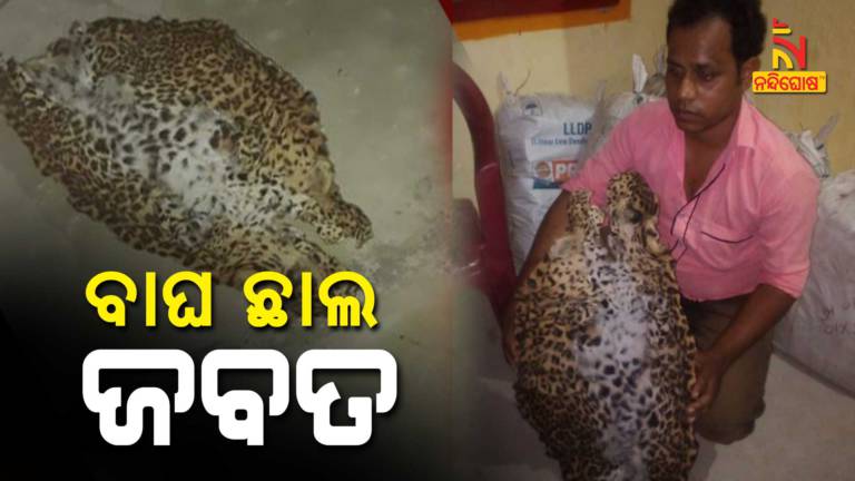 Leopard Skin Seized By Forest Department In Bolangir