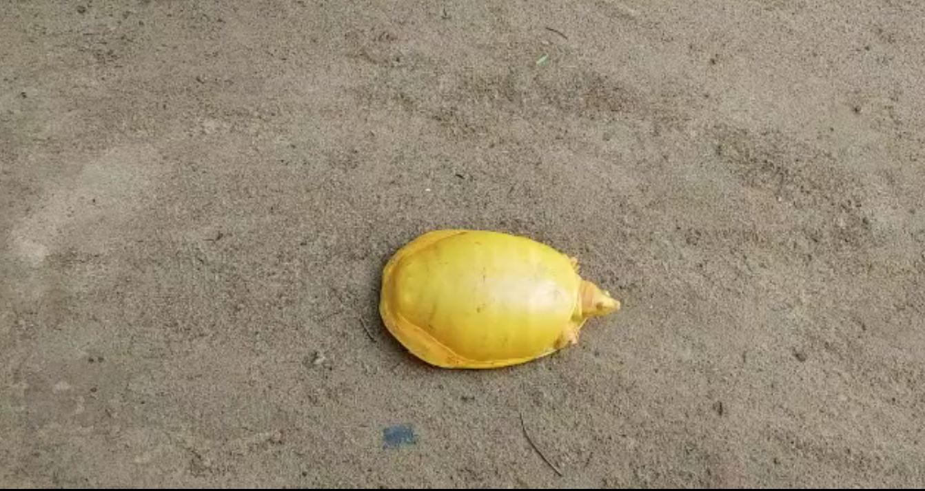 Rare Species Turtle Rescued In Bhadrak (1) Rare Species Turtle Rescued In Bhadrak