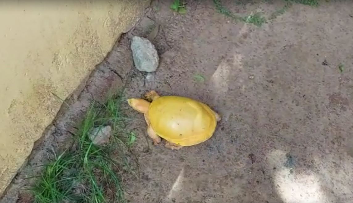 Rare Species Turtle Rescued In Bhadrak 