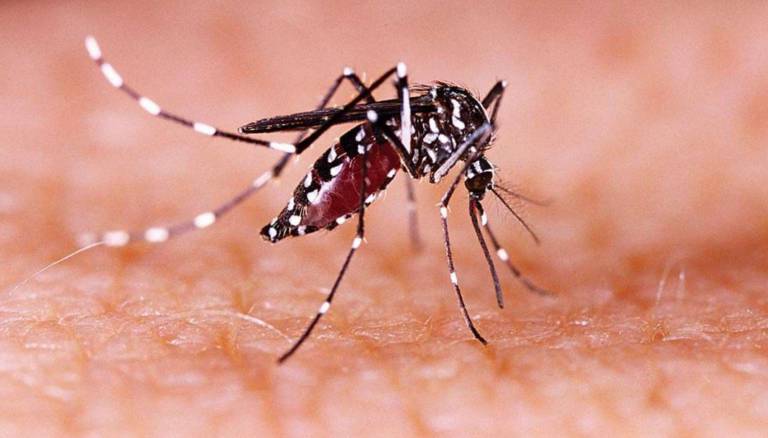 Zika Virus Cases In Kerala