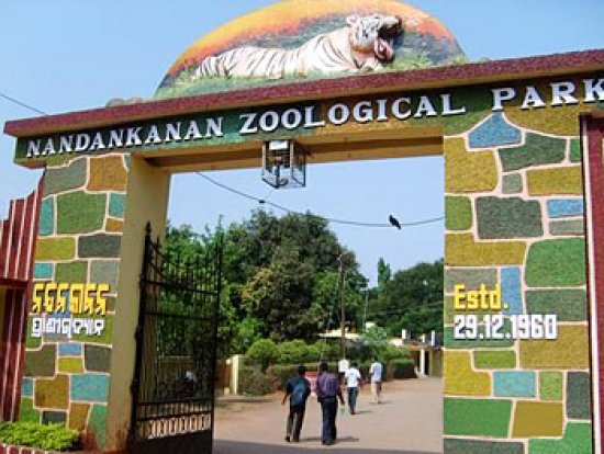 New Animal To Brought To Nandankanan Zoo