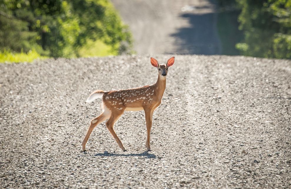 US reports world's first deer with Covid-19