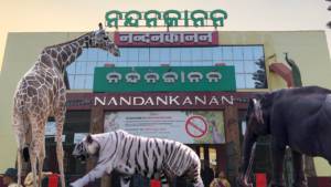 New Animal To Brought To Nandankanan Zoo