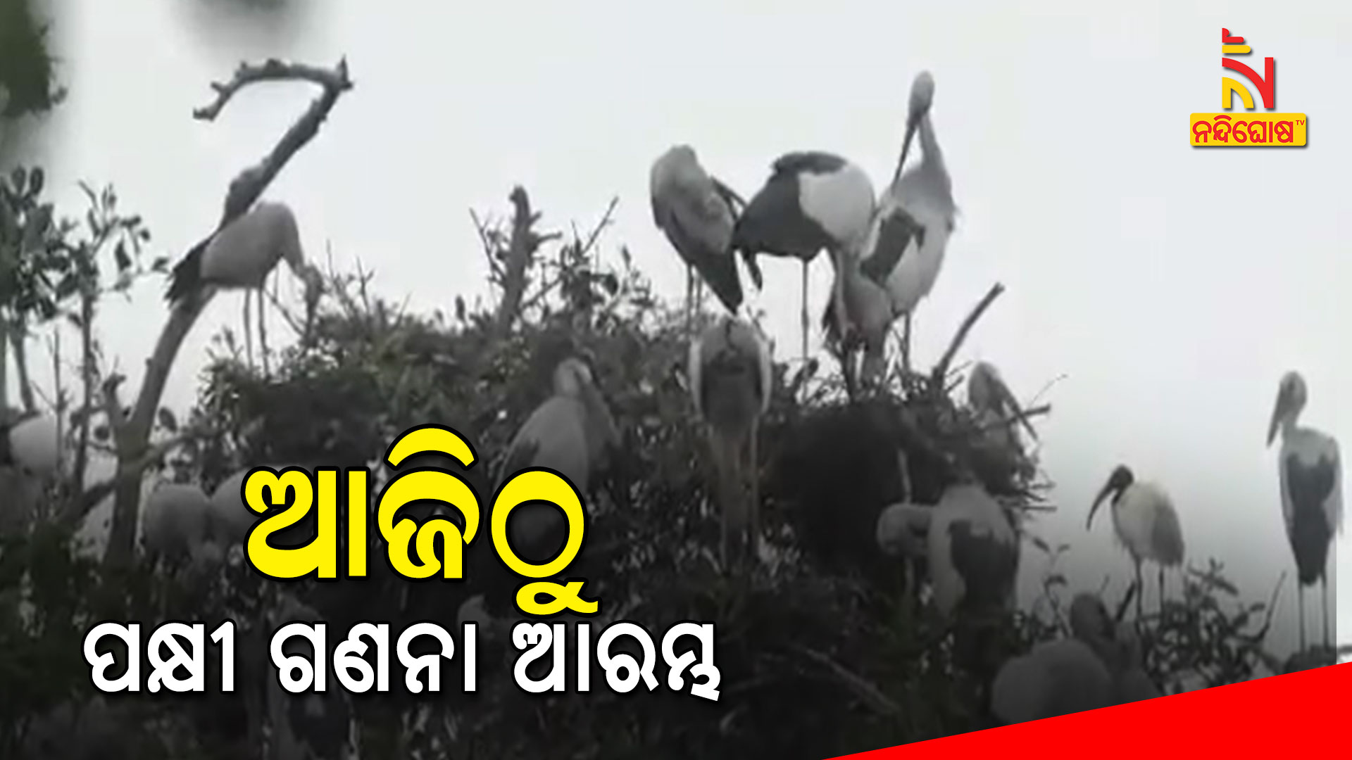 ଆଜିଠୁ-ପକ୍ଷୀ-ଗଣନା-ଆରମ୍ଭ