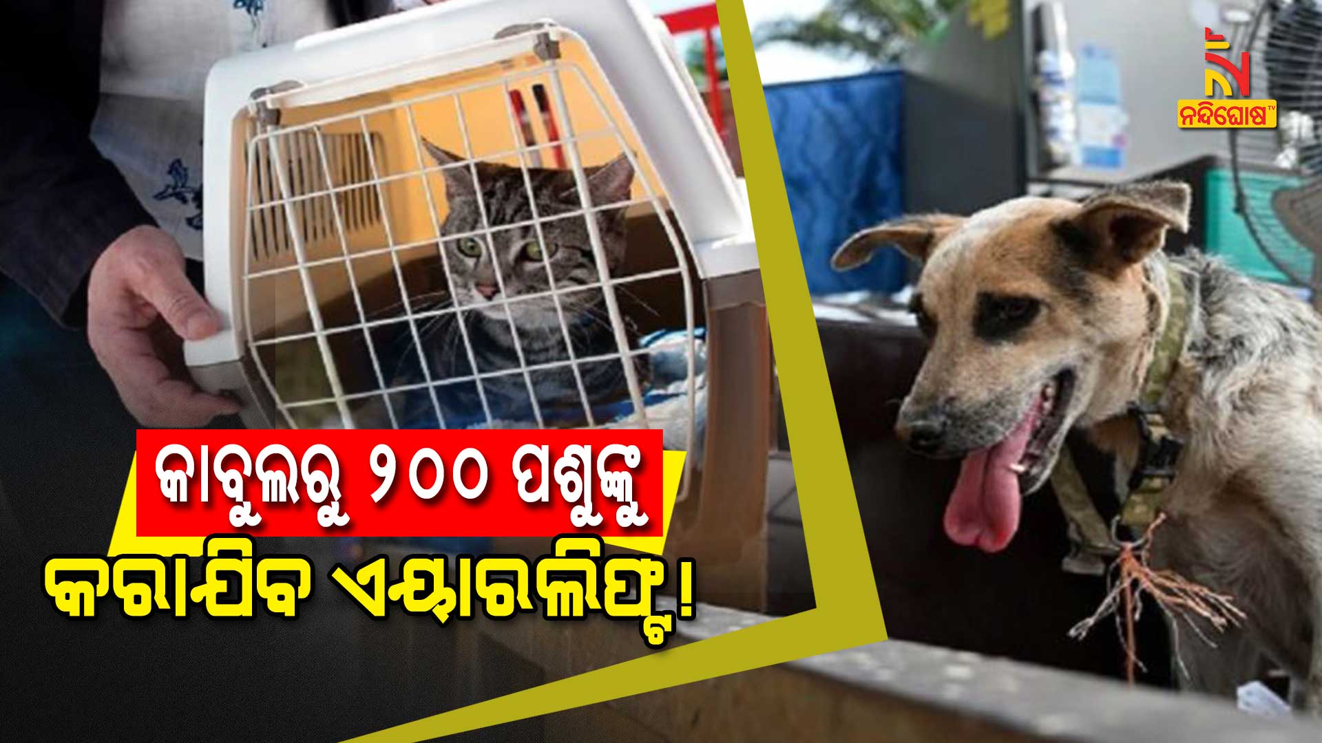 କାବୁଲରୁ-୨୦୦-ପଶୁଙ୍କୁ-କରାଯିବ-ଏୟାରଲିଫ୍ଟ!