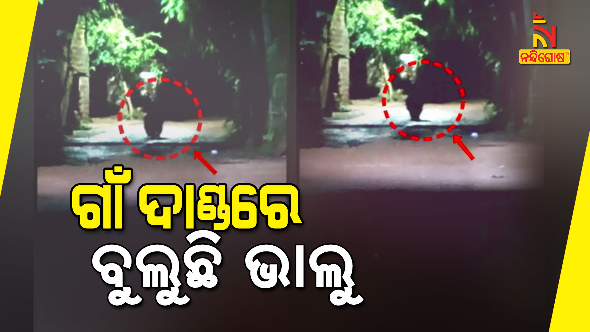 ଗାଁ-ଦାଣ୍ଡରେ-ବୁଲୁଛି-ଭାଲୁ