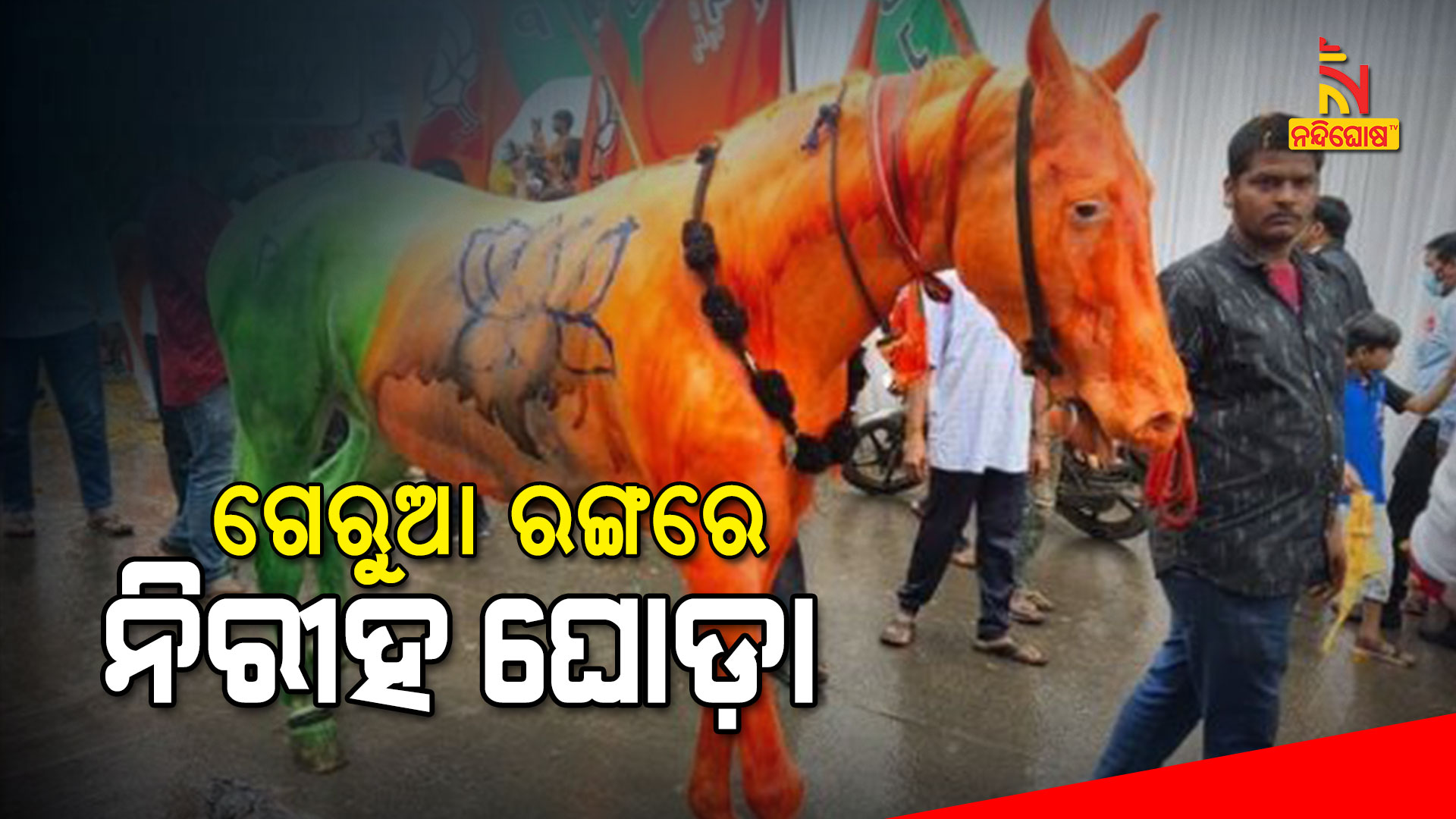 ଗୋରୁଆ-ରଙ୍ଗରେ-ନିରୀହ-ଘୋଡ଼ା