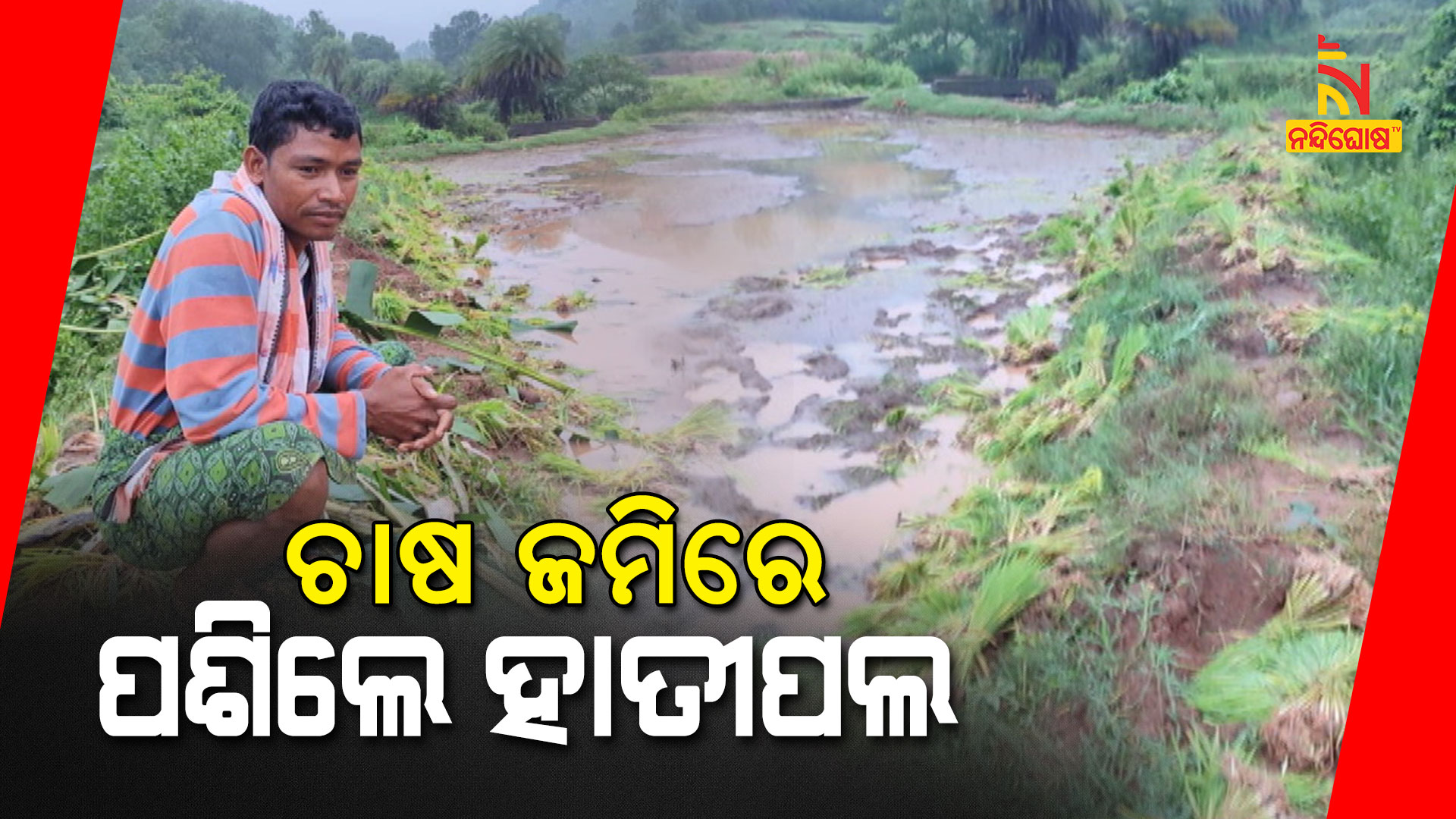 ଚାଷ-ଜମିରେ-ପଶିଲେ-ହାତୀପଲ