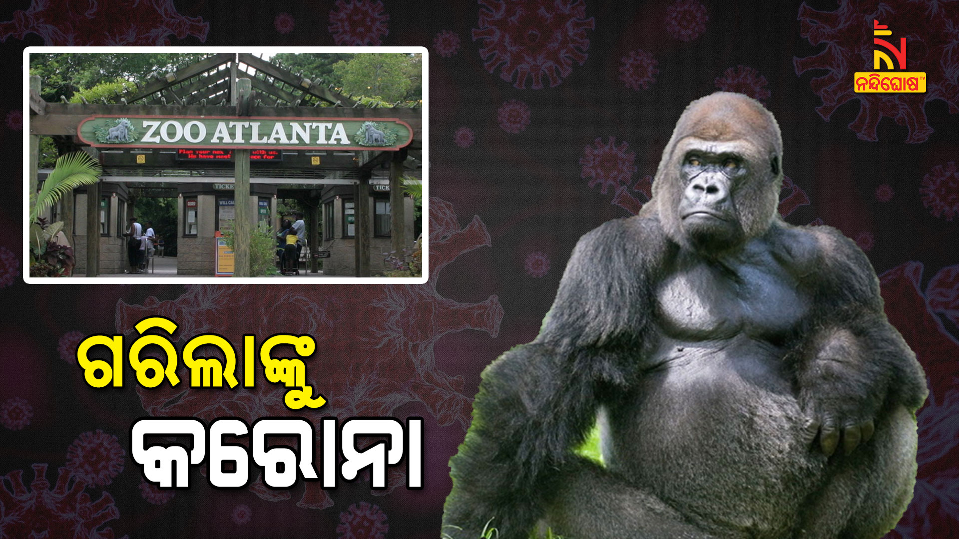 13 Gorillas Test Positive For Covid at Atlanta Zoo