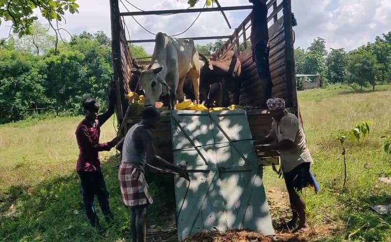 Deogarh Police Seized Cow Laden Truck, Arrested 5