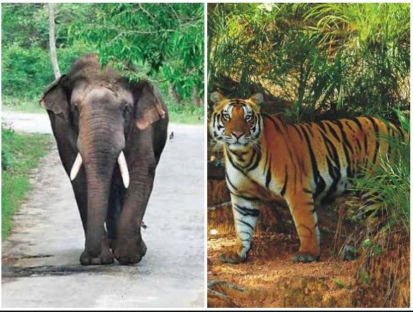 Elephant And Tiger Numbers Are Not Decreasing In Odisha