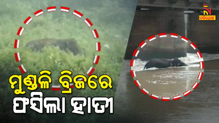 Elephant Gets Trapped In The Middle Of Overflowing River In Mundali Bridge