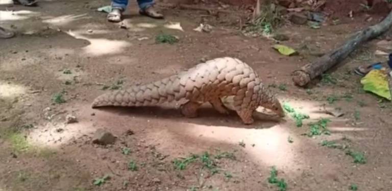 Forest Employee Rescued Pangolin, 4 Held
