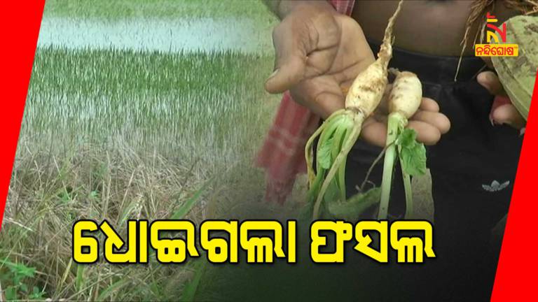 Hundred Hectre Of Crops Affected By Heavy Rain In Puri And Karanjia