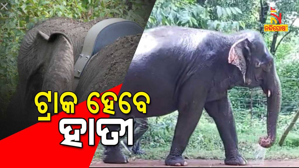 Radio Collaring Of Wild Elephant To Track Chandaka