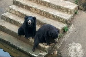 Bear Attacks Safari Bus In Nandankanan Zoo