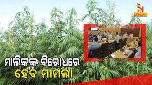 Enforcement against illegal Hemp cultivation Stepped up