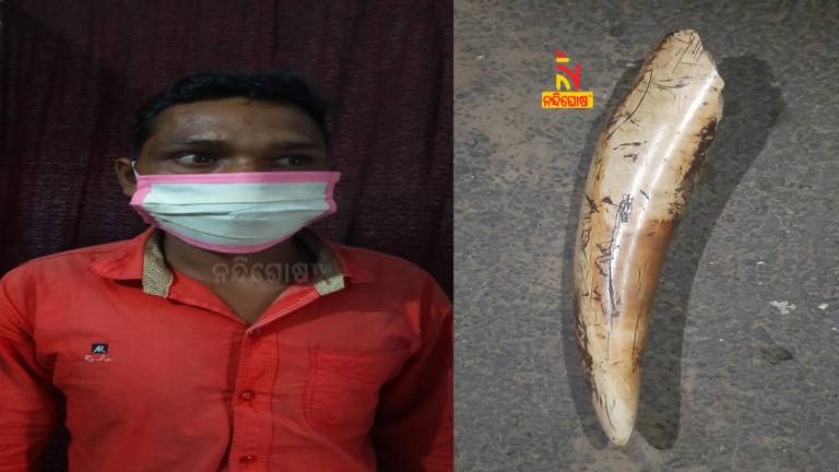 STF Nabbed One And Seized Elephant Tusk In Angul