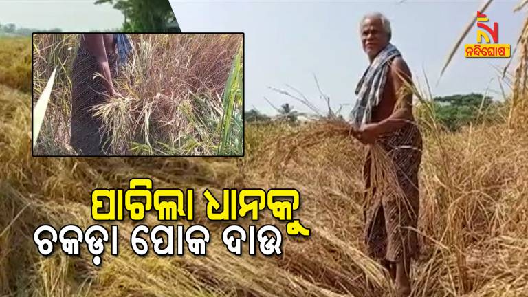 Acres Of Paddy Crop Destroyed By Worms