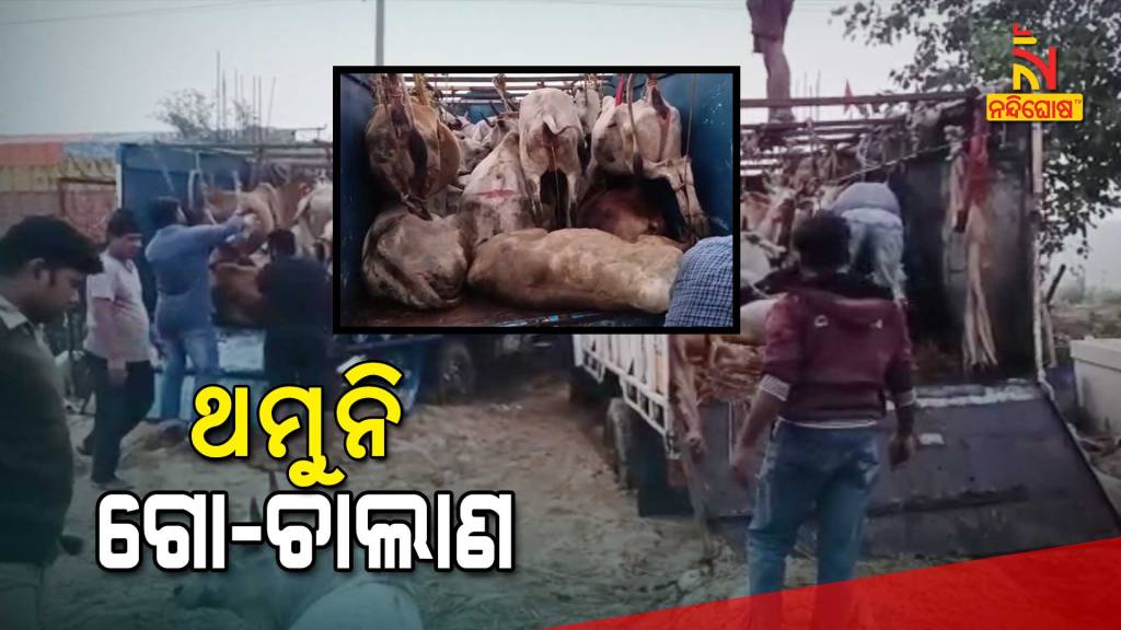 Bhandaripokhari Police Seized 5 Cattle Laden Pick Up VAN