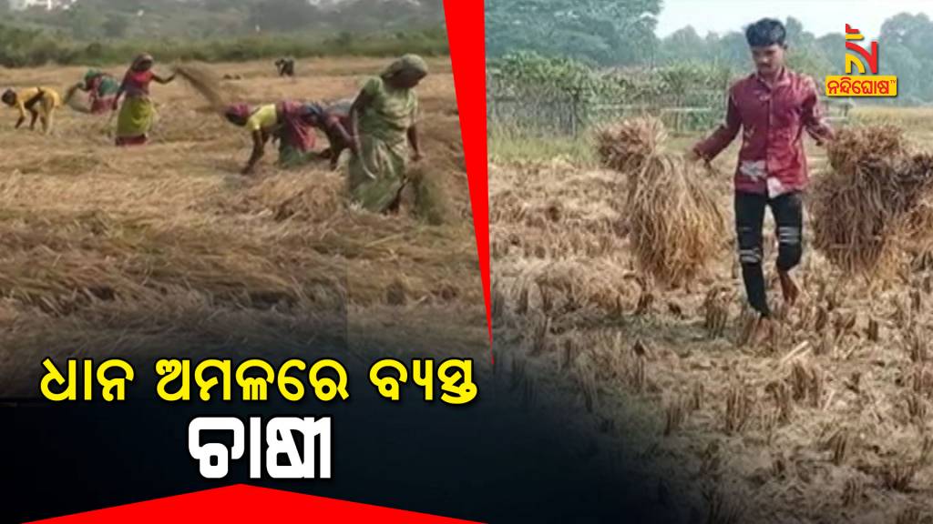 Farmer Busy With Harvesting Of Paddy Ahead Of Cyclone