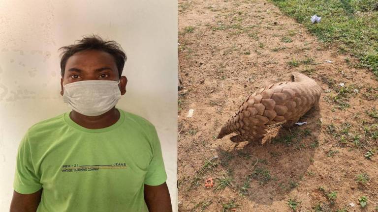 STF Seized Live Pangolin And Arrested One