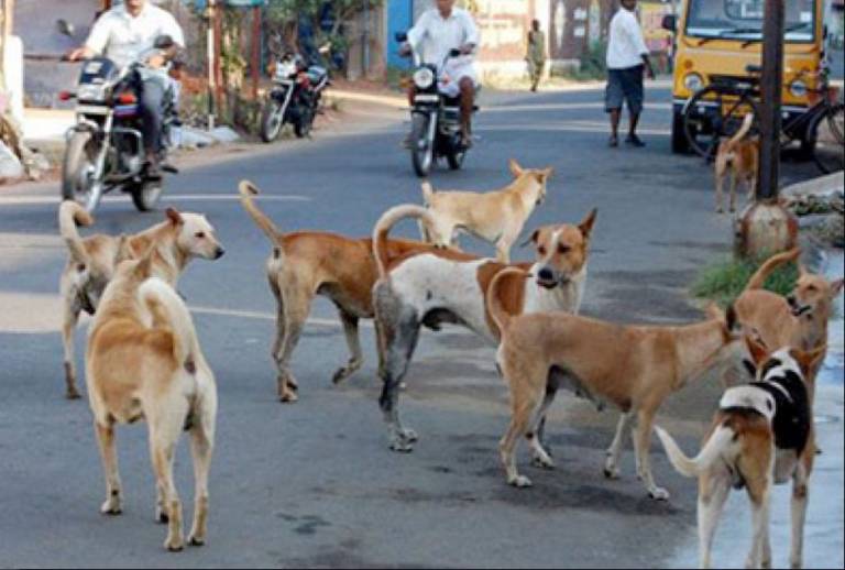 State Of Pet Homelessness Index Report 8 Crore Homeless And Uncared Cats And Dogs On Streets Of India