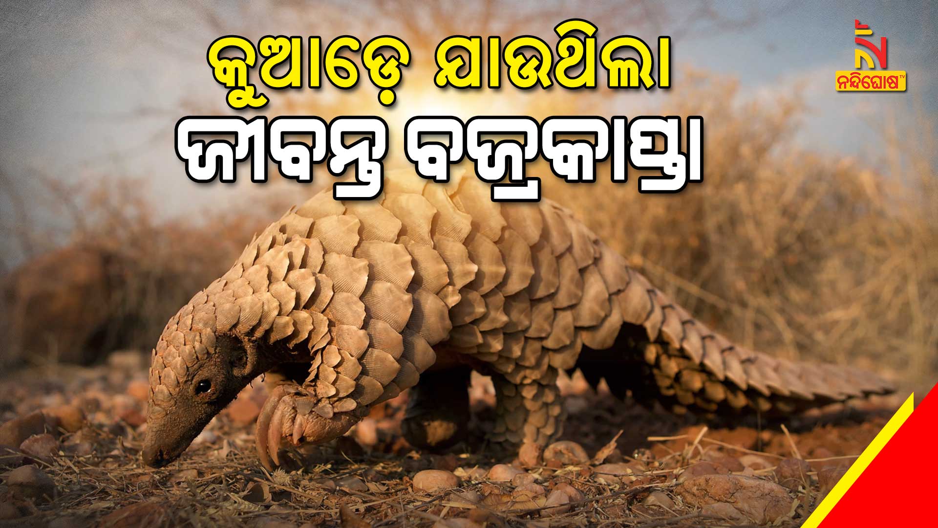 କୁଆଡ଼େ-ଯାଉଥିଲା-ଜୀବନ୍ତ-ବଜ୍ରକାନ୍ତା