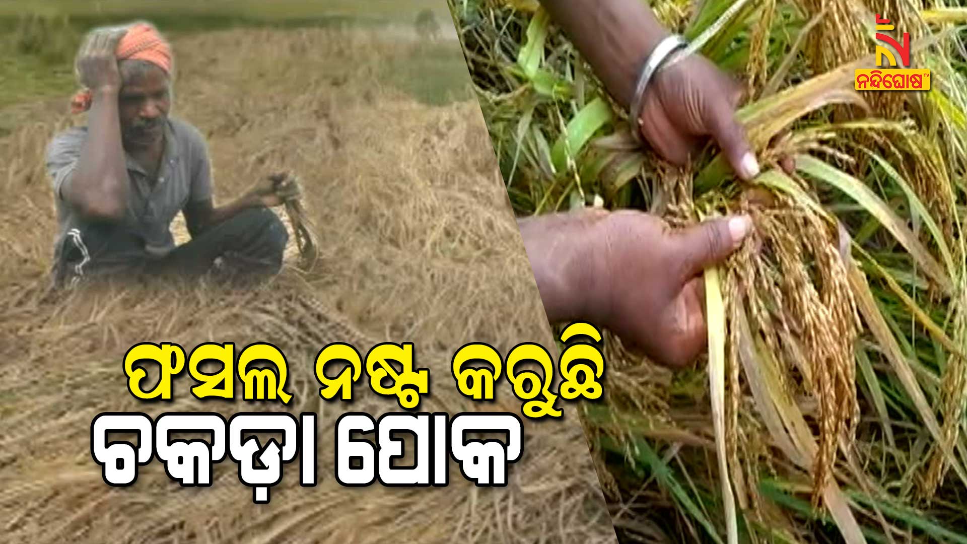 ଫସଲ-ନଷ୍ଟ-କରୁଛି-ଚକଡ଼ା-ପୋକ