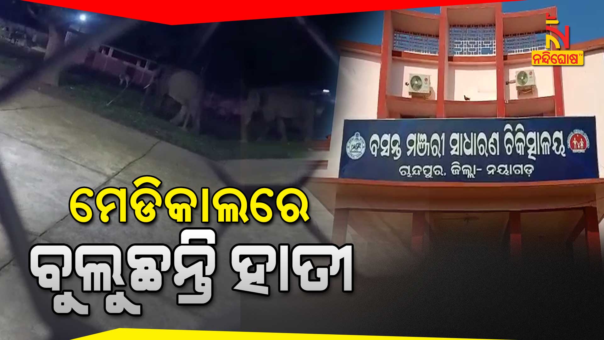 ମେଡିକାଲରେ-ବୁଲୁଛନ୍ତି-ହାତୀ