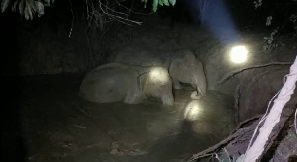Elephant Rescue Operation In Kamakhyanagar
