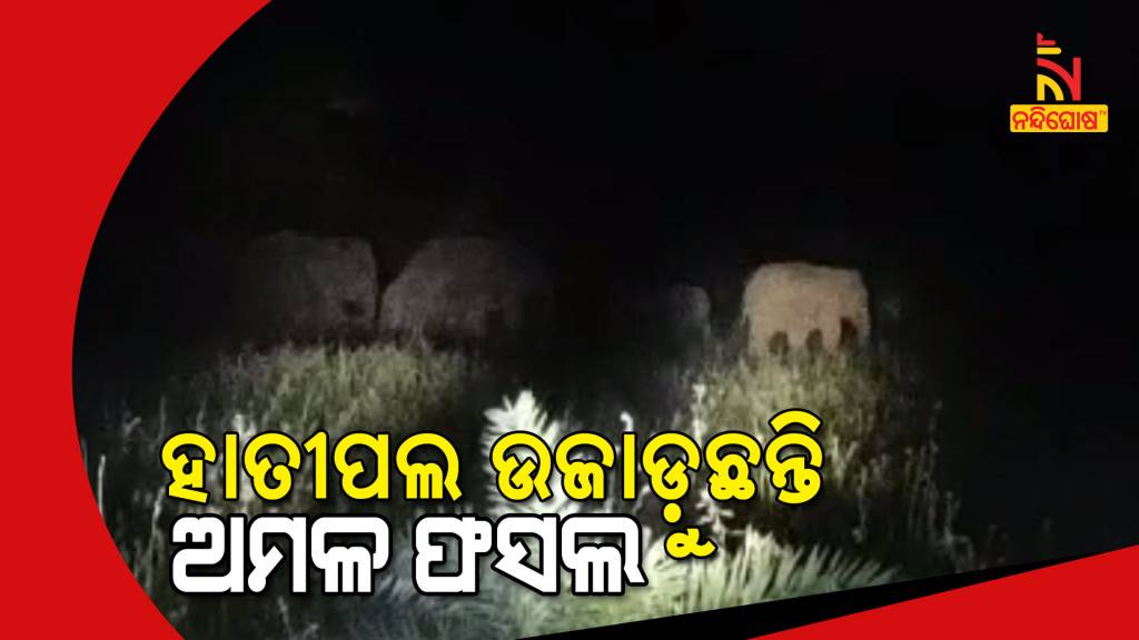 Elephants Destroying Harvesting Paddy In Tangi Range Of Khordha