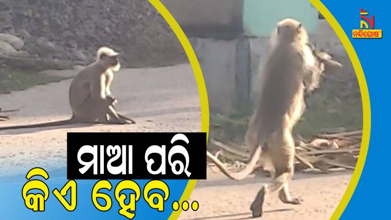 Monkey Holding Dead Body Of Child In Bhadrak
