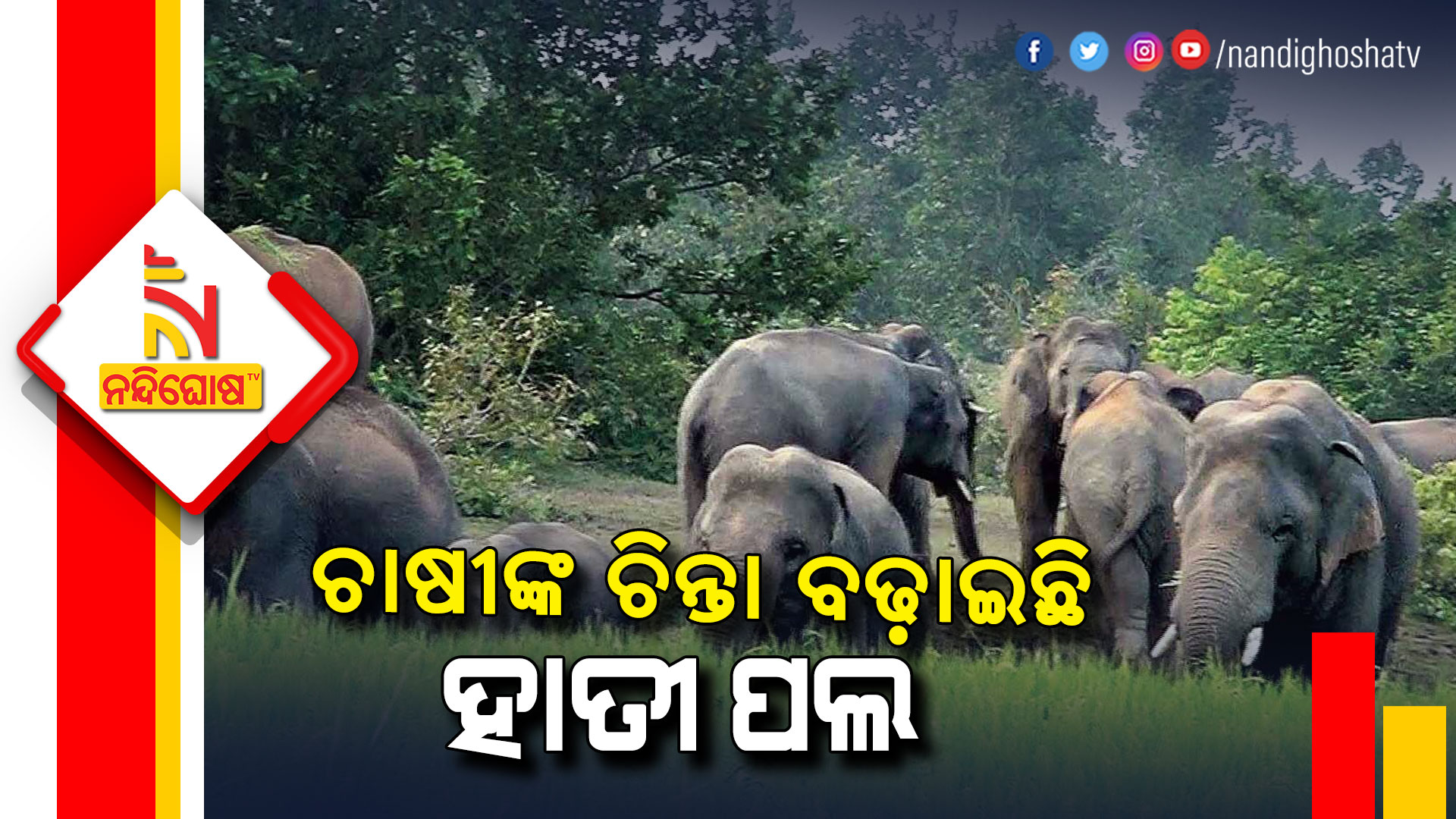 ଚାଷୀଙ୍କ-ଚିନ୍ତା-ବଢ଼ାଇଛି-ହାତୀ-ପଲ