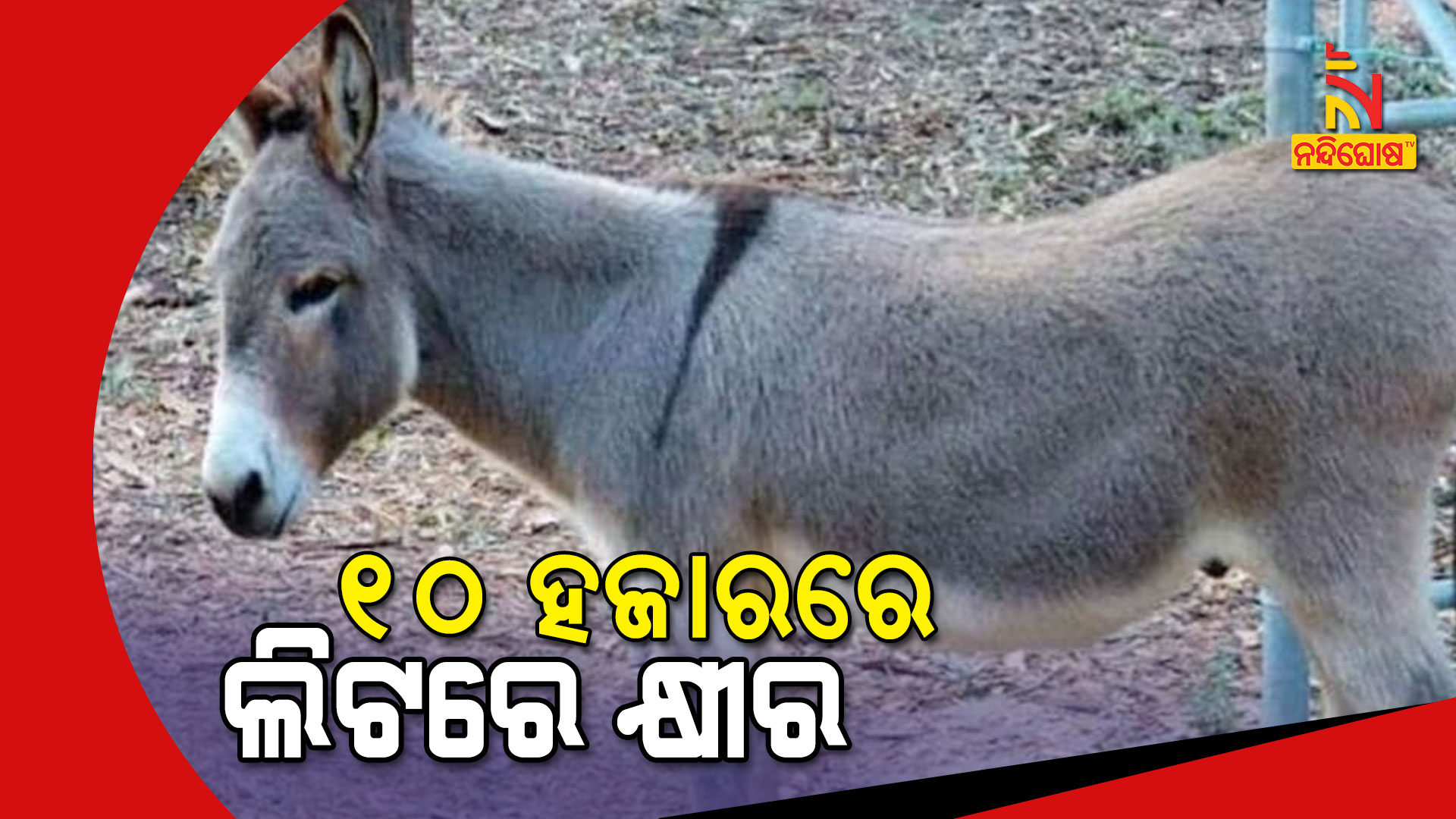 ୧୦-ହଜାରରେ-ଲିଟରେ-କ୍ଷୀର