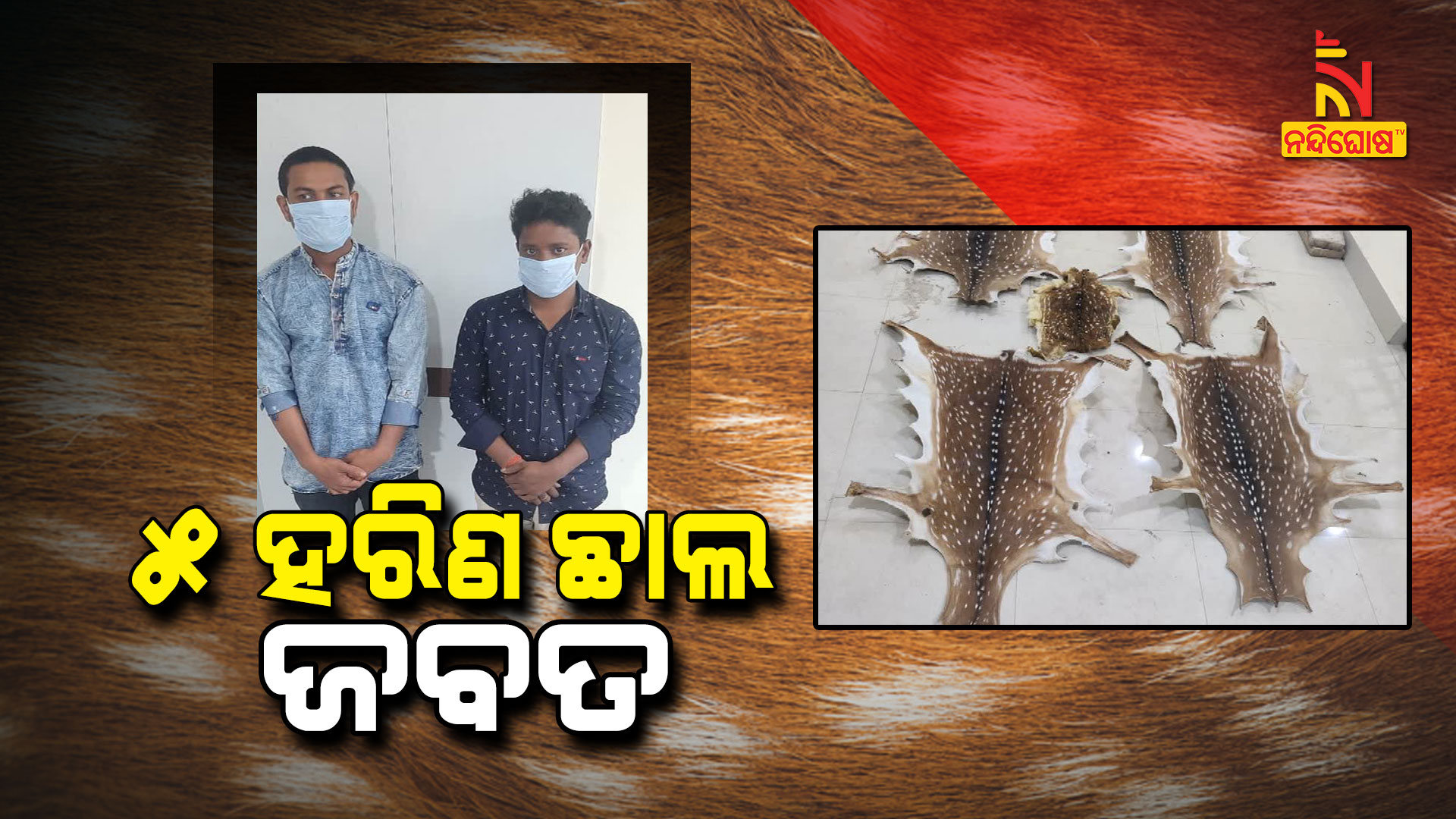 ୫-ହରିଣ-ଛାଲ-ଜବତ
