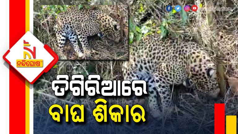 Leopard Died In Cuttack Athagarh