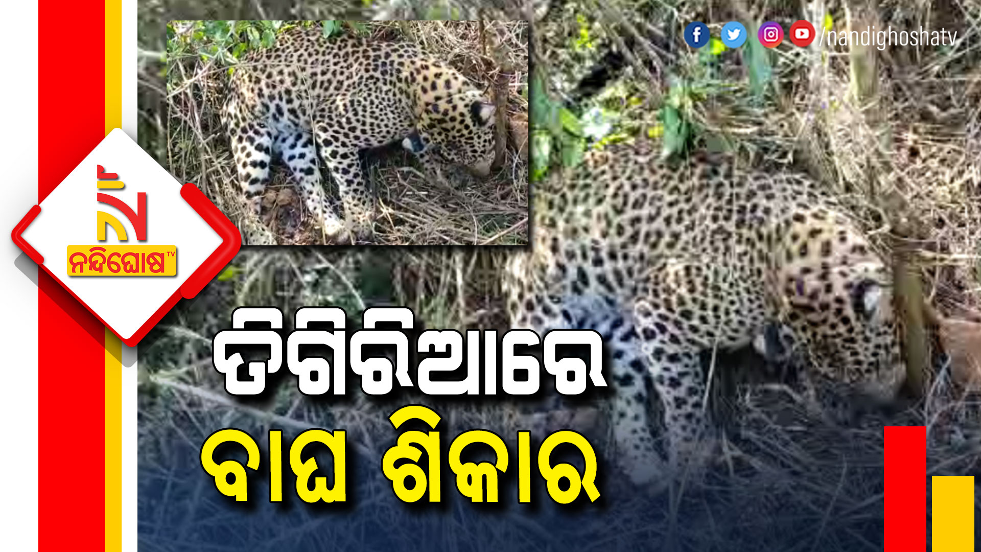 Leopard Died In Cuttack Athagarh Leopard Died In Cuttack Athagarh